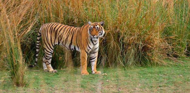 Jim Corbett National Park