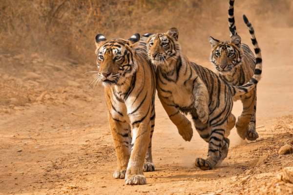 4 Nights 5 Days Golden Triangle Tour with Ranthambore