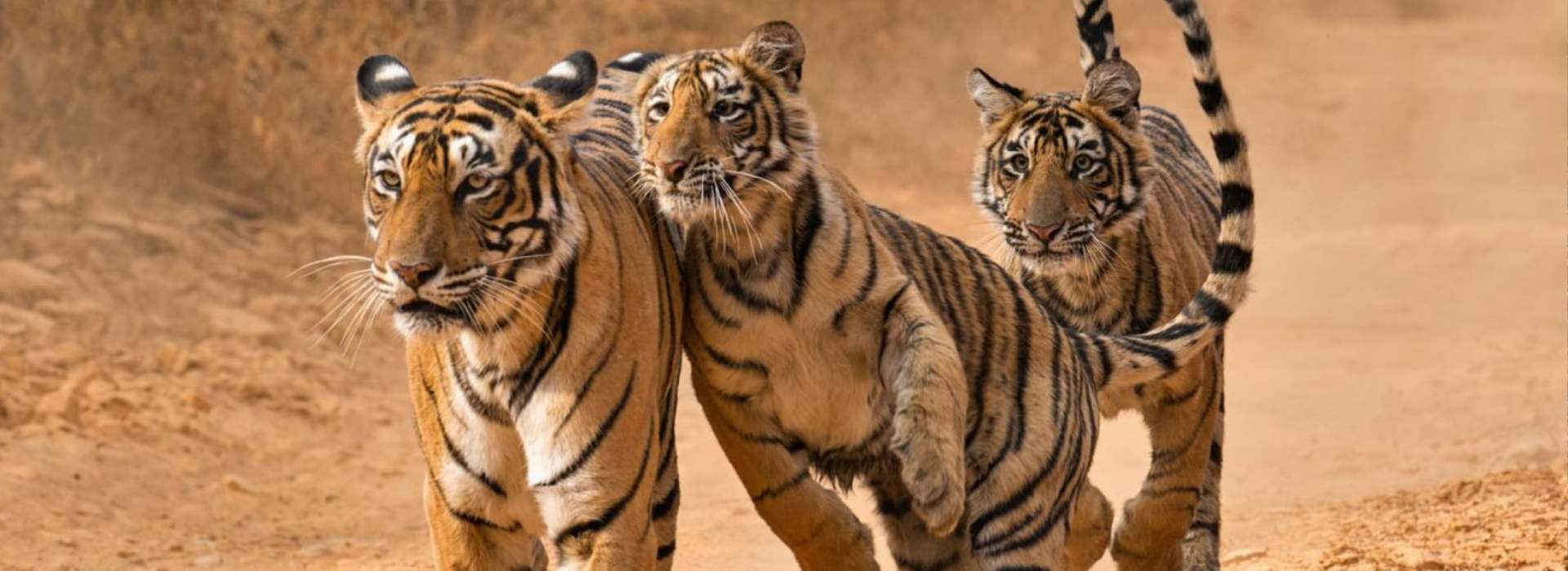 4 Nights 5 Days Golden Triangle Tour with Ranthambore