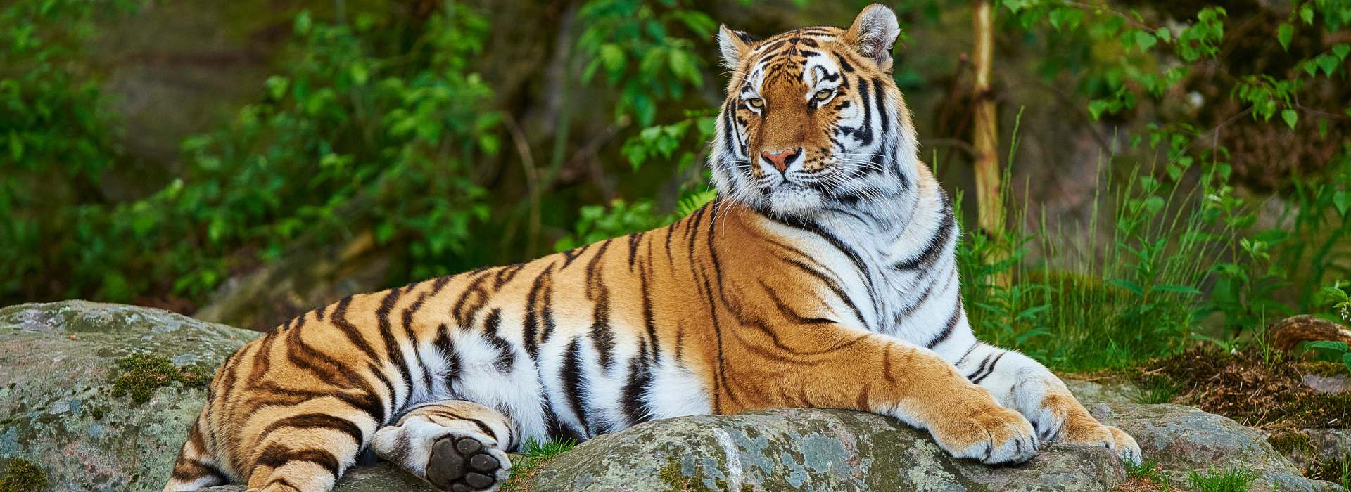 2 Nights 3 Days Delhi Ranthambore Tour