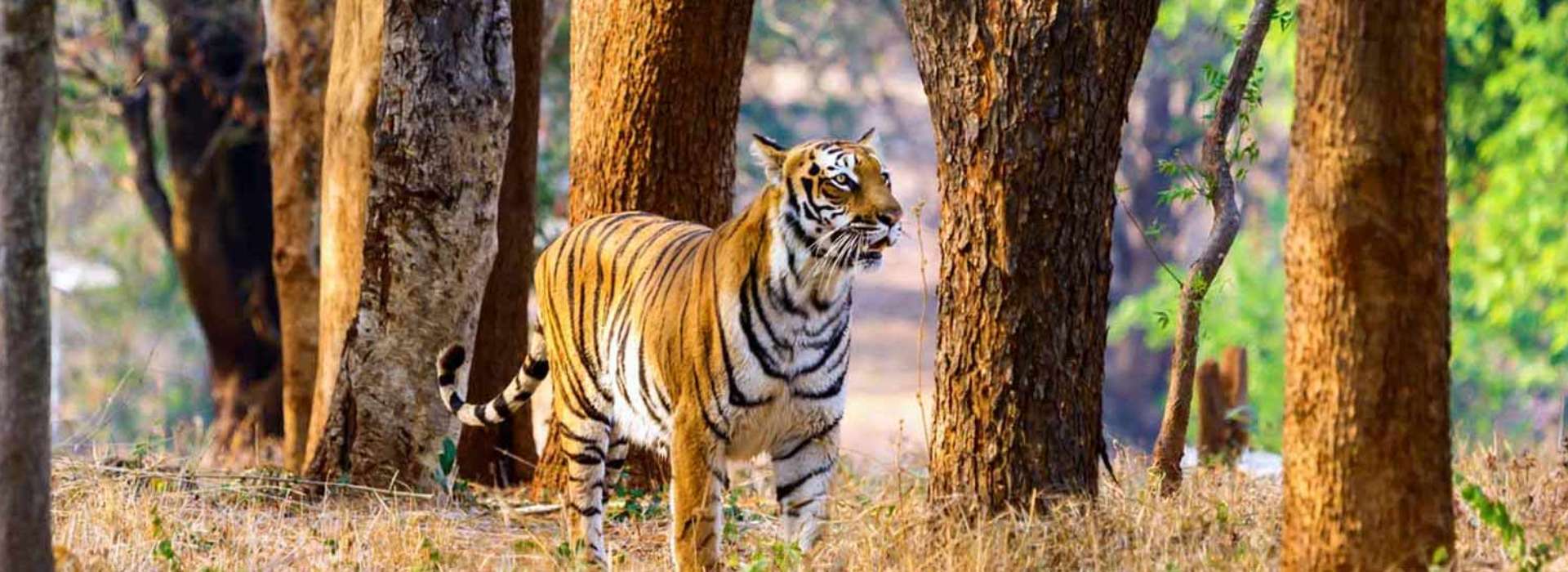 Jim Corbett 2 Nights 3 Days Tour