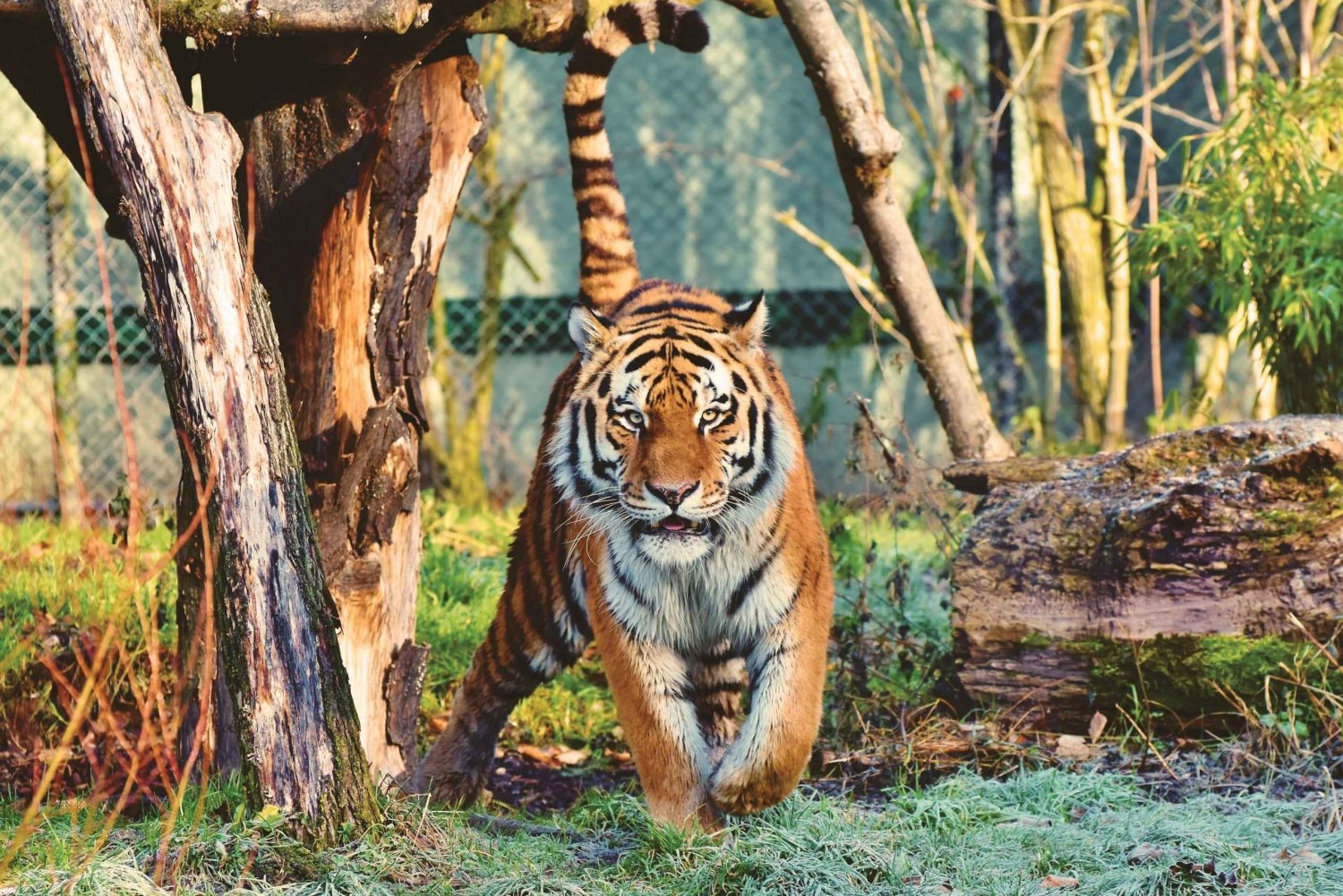 2 Nights 3 Days Delhi–Ranthambore Tour With Private Driver 